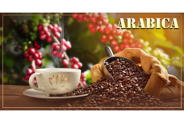 Tìm hiểu về cà phê nhân sống Arabica