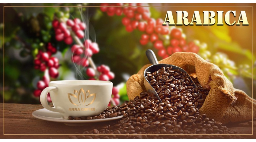 Tìm hiểu về cà phê nhân sống Arabica